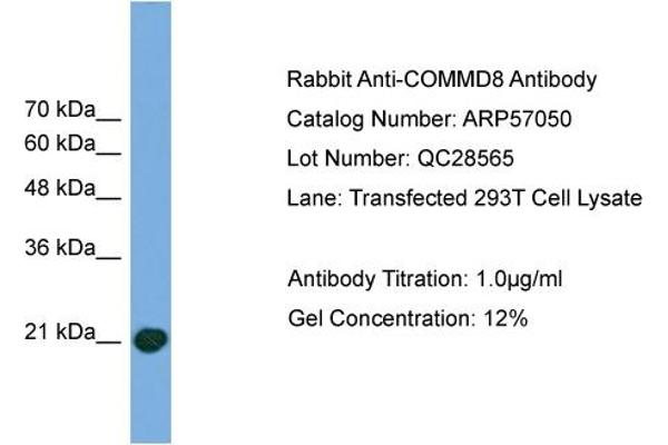 COMMD8 antibody  (Middle Region)