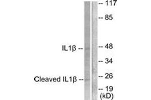 Western Blotting (WB) image for anti-Caspase 1 (CASP1) (AA 161-210), (Cleaved-Asp210) antibody (ABIN2891162) (Caspase 1 antibody  (Cleaved-Asp210))