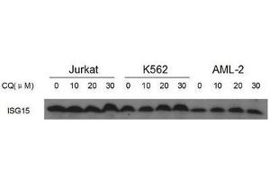 Western Blotting (WB) image for anti-ISG15 Ubiquitin-Like Modifier (ISG15) antibody (ABIN2996231) (ISG15 antibody)