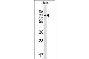 Western blot analysis in Hela cell line lysates (35ug/lane). (USP39 antibody  (AA 237-265))