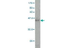 Western Blot detection against Immunogen (46. (Growth Hormone 2 antibody  (AA 27-217))