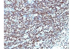 Image no. 2 for anti-Histone H1 antibody (ABIN6156910) (Histone H1 antibody)
