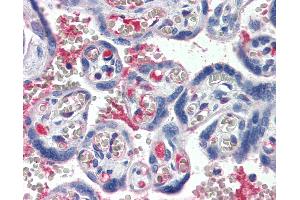 Anti-C1S / Complement C1s antibody IHC staining of human placenta. (C1S antibody)