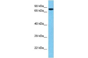 Western Blotting (WB) image for anti-Sp1 Transcription Factor (SP1) (Middle Region) antibody (ABIN2791665) (SP1 antibody  (Middle Region))