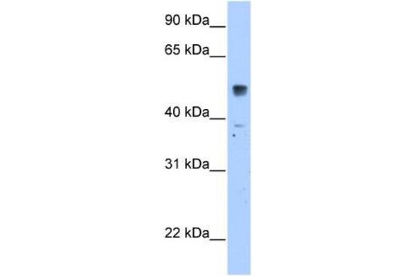 SLC35F5 Antikörper  (C-Term)