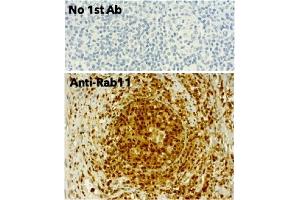 Immunohistochemistry (IHC) image for anti-RAB11A, Member RAS Oncogene Family (RAB11A) (C-Term) antibody (ABIN1440025) (RAB11A antibody  (C-Term))