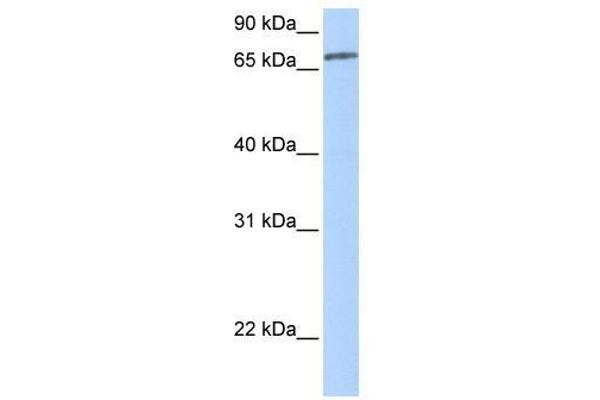 ZNF418 antibody  (N-Term)