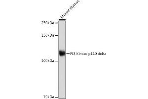 Western blot analysis of extracts of Mouse thymus, using PI3 Kinase p110 delta Rabbit mAb (ABIN7269326) at 1:1000 dilution. (PIK3CD antibody)