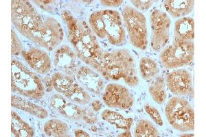 Formalin-fixed, paraffin-embedded human Kidney stained with MTAP Mouse Monoclonal Antibody (MTAP/1813). (MTAP antibody  (AA 97-196))