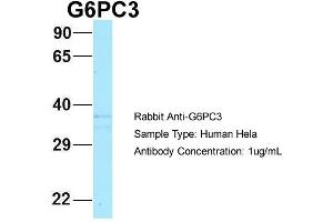 Host: Rabbit Target Name: G6PC3 Sample Type: Hela Antibody Dilution: 1. (G6PC3 antibody  (N-Term))