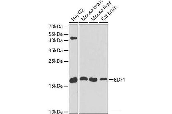 EDF1 antibody