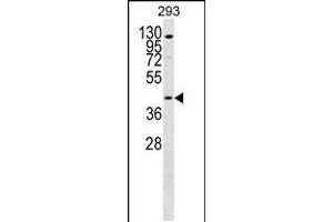 Western blot analysis in 293 cell line lysates (35ug/lane). (GPR172B antibody  (AA 162-190))