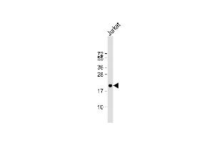 Anti-OBEC3A Antibody (N-term) at 1:1000 dilution + Jurkat whole cell lysate Lysates/proteins at 20 μg per lane. (APOBEC3A antibody  (N-Term))