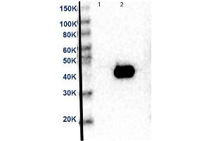 Western Blot of Anti-MEK2 Antibody. (MEK2 antibody  (C-Term) (HRP))