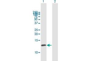 Western Blot analysis of CKS1B expression in transfected 293T cell line by CKS1B MaxPab polyclonal antibody. (CKS1 antibody  (AA 1-79))