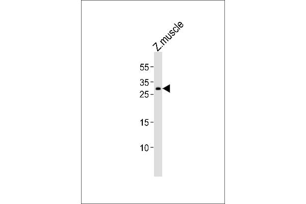 HOXB6 antibody  (AA 98-131)