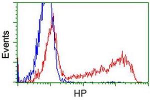 HEK293T cells transfected with either RC223612 overexpress plasmid (Red) or empty vector control plasmid (Blue) were immunostained by anti-HP antibody (ABIN2453138), and then analyzed by flow cytometry. (Haptoglobin antibody)