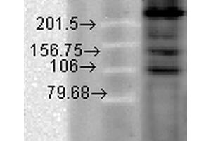 Western Blot analysis of Hamster T-CHO cell lysate showing detection of CaV1. (CACNA1C antibody  (AA 1507-1733) (PerCP))
