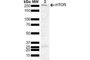 Western blot analysis of Human Cervical cancer cell line (HeLa) lysate showing detection of 288. (MTOR antibody  (AA 740-840) (Atto 488))