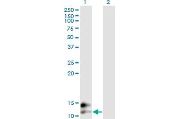 Osteocalcin antibody  (AA 52-100)