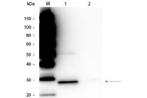 Immunoprecipitation of recombinant GFP. (TrueBlot® Immunoprecipitation and Western Blot Kit for GFP Epitope Tag)