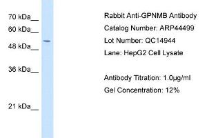 Glycoprotein antibody used at 1 ug/ml to detect target protein. (Glycoprotein antibody)