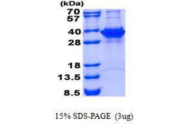 FN3KRP Protein