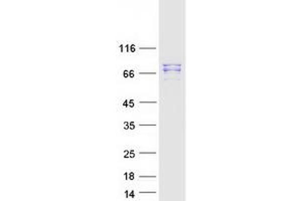 MAD1L1 Protein (Transcript Variant 1) (Myc-DYKDDDDK Tag)