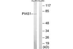 Western Blotting (WB) image for anti-Protein Inhibitor of Activated STAT, 1 (PIAS1) (AA 10-59) antibody (ABIN2889275) (PIAS1 antibody  (AA 10-59))