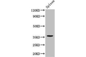Western Blot Positive WB detected in: Mouse spleen tissue All lanes: FCGR2A antibody at 3. (FCGR2A antibody  (AA 241-317))