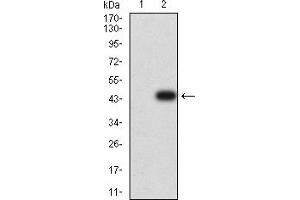 Western blot analysis using CD209 mAb against HEK293 (1) and CD209 (AA: extra 270-404)-hIgGFc transfected HEK293 (2) cell lysate. (DC-SIGN/CD209 antibody  (AA 270-404))