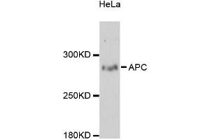 Western blot analysis of extracts of HeLa cells, using APC antibody (ABIN1871014) at 1:3000 dilution. (APC antibody)