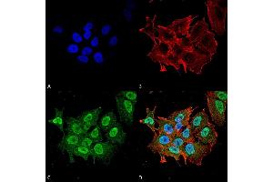 Immunocytochemistry/Immunofluorescence analysis using Mouse Anti-Ataxin 1 Monoclonal Antibody, Clone S76-8 . (Ataxin 1 antibody  (AA 164-197) (PerCP))