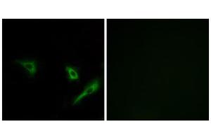 Immunofluorescence analysis of A549 cells, using ATG4A antibody. (ATG4A antibody  (Internal Region))
