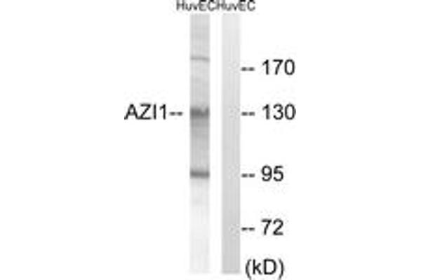 AZI1 antibody  (AA 311-360)