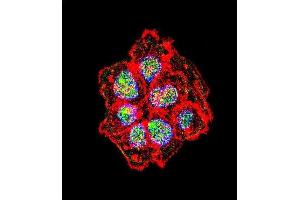 Immunofluorescence (IF) image for anti-Proto-oncogene tyrosine-protein kinase Src (Src) (AA 24-52), (N-Term) antibody (ABIN1881833)