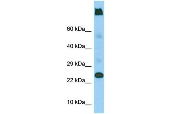 LY6G5C antibody  (C-Term)