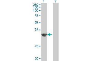 Western Blot analysis of CDCA8 expression in transfected 293T cell line by CDCA8 MaxPab polyclonal antibody. (CDCA8 antibody  (AA 1-280))