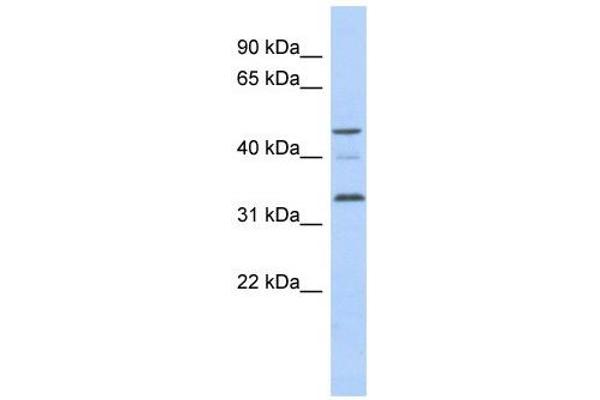 CCNYL1 antibody  (N-Term)