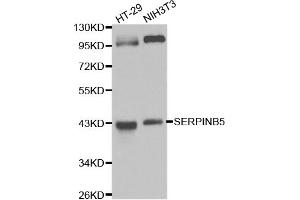 Western blot analysis of extracts of various cell lines, using SERPINB5 antibody (ABIN6292701) at 1:1000 dilution. (SERPINB5 antibody)