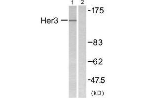 Western Blotting (WB) image for anti-Receptor Tyrosine-Protein Kinase ErbB-3 (ERBB3) (N-Term) antibody (ABIN1848465) (ERBB3 antibody  (N-Term))