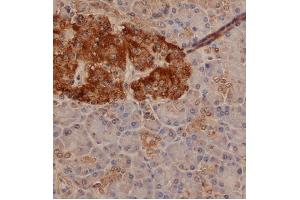 Immunohistochemistry (IHC) image for anti-Chromogranin A (CHGA) antibody (ABIN2472988) (Chromogranin A antibody)