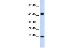 Western Blotting (WB) image for anti-Chemokine (C-C Motif) Ligand 8 (CCL8) antibody (ABIN2460101) (CCL8 antibody)