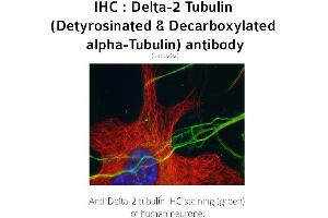 Image no. 1 for anti-Tubulin delta 2 (C-Term) antibody (ABIN489937) (Tubulin delta 2 (C-Term) antibody)