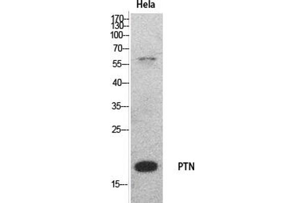 Pleiotrophin anticorps  (Internal Region)