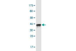 Western Blot detection against Immunogen (35. (ITSN1 antibody  (AA 588-675))