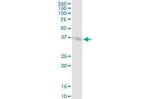 STX7 MaxPab rabbit polyclonal antibody. (Syntaxin 7 antibody  (AA 1-261))