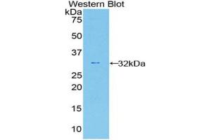 Western blot analysis of the recombinant protein. (Caspase 12 antibody  (AA 1-244))