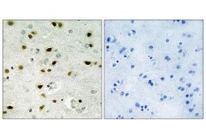 Immunohistochemistry (IHC) image for anti-Histone H2B (N-Term) antibody (ABIN1849874) (Histone H2B antibody  (N-Term))