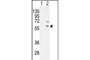 Western blot analysis of RPS6KL1 (arrow) using rabbit polyclonal RPS6KL1 Antibody (ABIN655281 and ABIN2844873). (RPS6KL1 antibody)